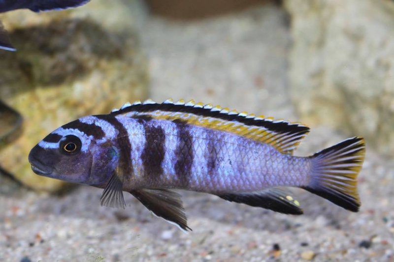 Tropheops kumwera 'Makokola Reef'